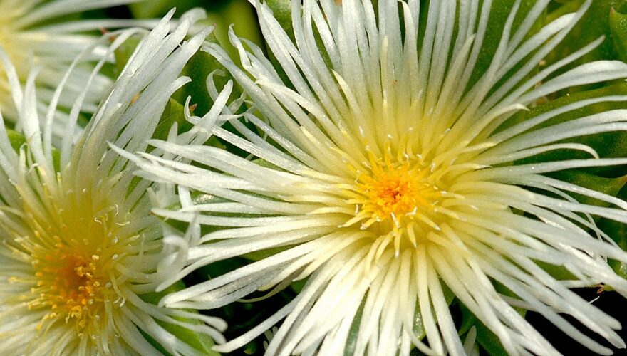 Kanna - Sceletium tortuosum - Vorteile und Wirkung Gehirn