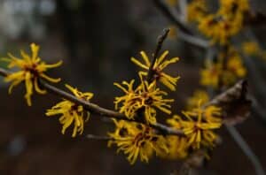 Verwendung von Hamamelis für Haut, Haare und mehr